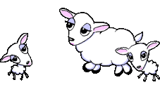 Sheeps ... Mouton11