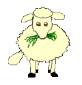 Sheeps ... Mouton10