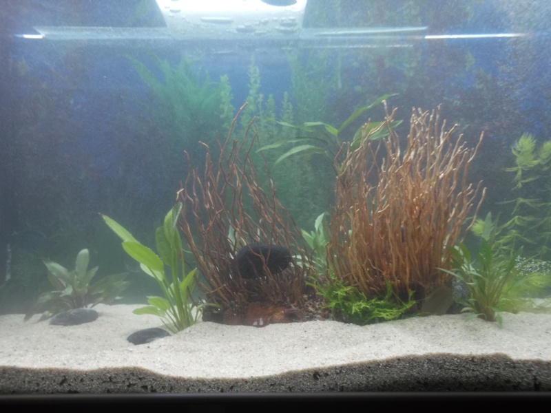 demarage de mon nouvel aqua,350L pour mes PR^^. - Page 2 32210