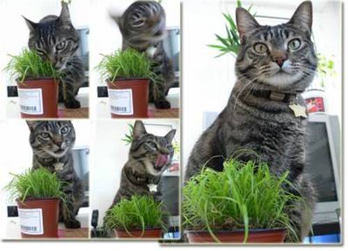 L'herbe à chat Standa10