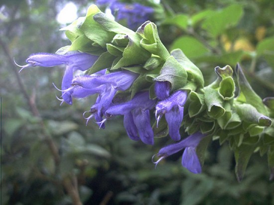 Salvia atrocyanea Atrocy10