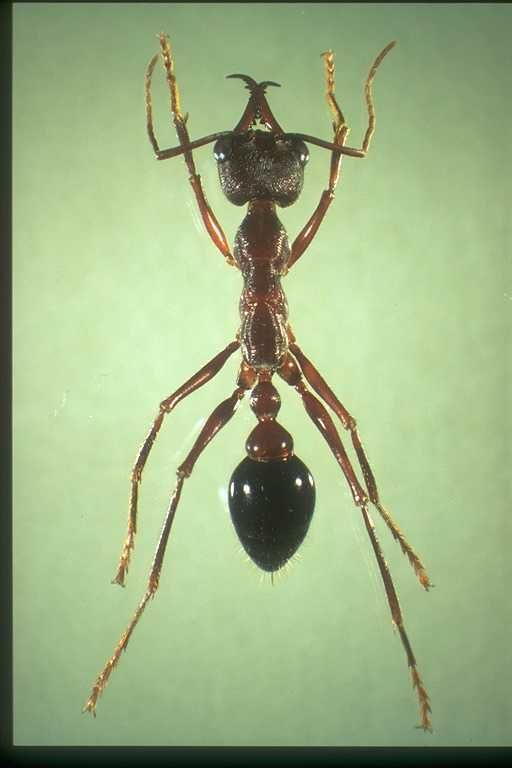 Formiga Bulldog (Myrmecia forficata) 7410