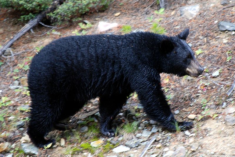 Leão de Tsavo VS Urso Preto Americano Bear10