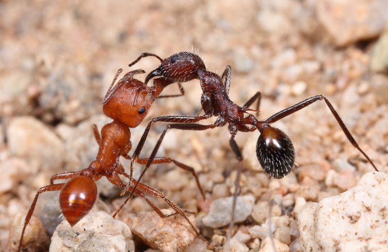 Formiga Cortadeira (Pogonomyrmex maricopa)