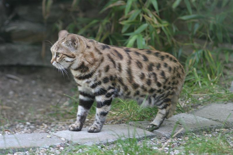 Gato-de-patas-negras VS Porco-espinho da Malásia Gato10