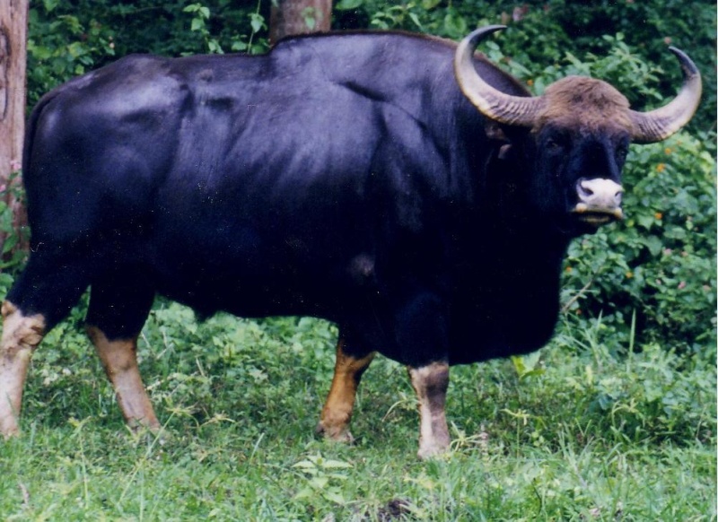 Rinoceronte Negro VS Gauro Gaur110