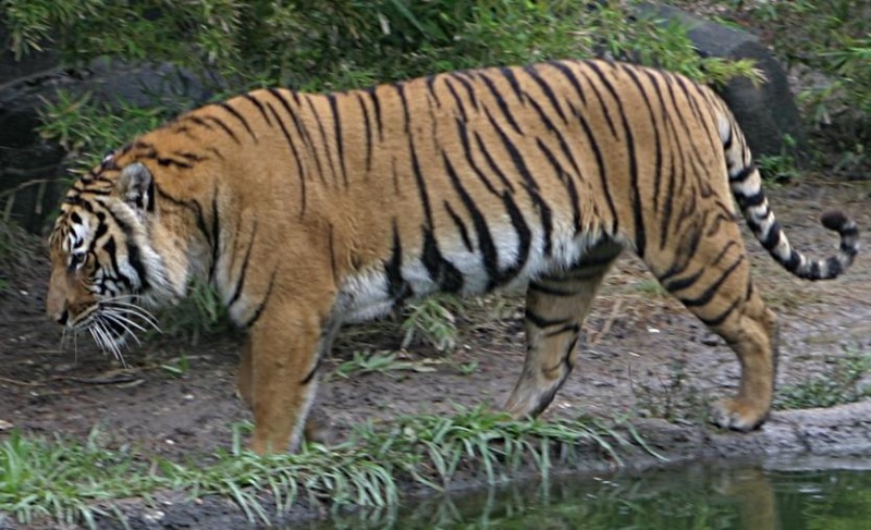 Leão Asiático VS Tigre Indochinês Indoch10