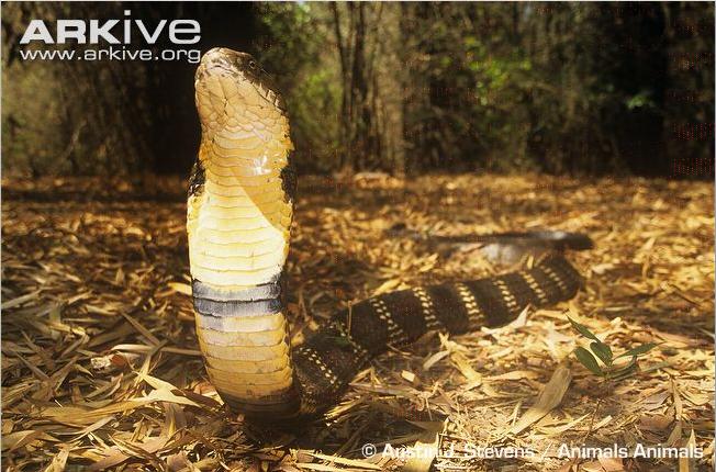 Cobra Real VS Píton de cabeça negra King10