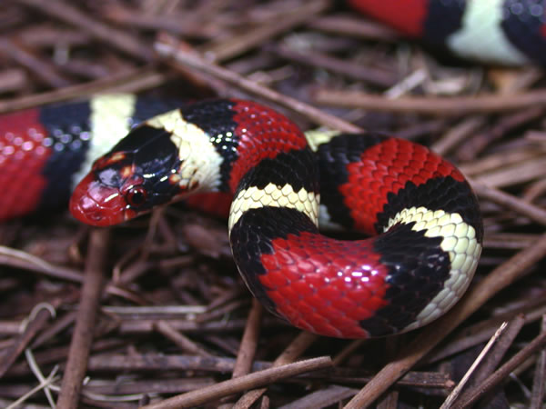 Cobra Rei Scarlet (Lampropeltis elapsoides) Lamtri11