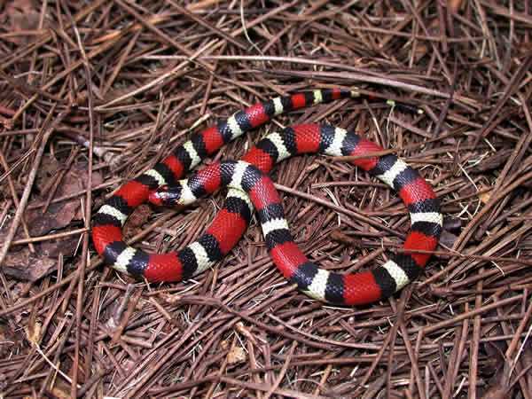 Cobra Rei Scarlet (Lampropeltis elapsoides) Lamtri12