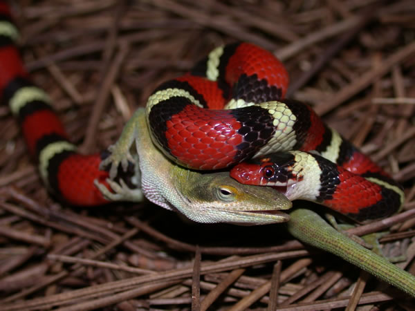 Cobra Rei Scarlet (Lampropeltis elapsoides) Lamtri13