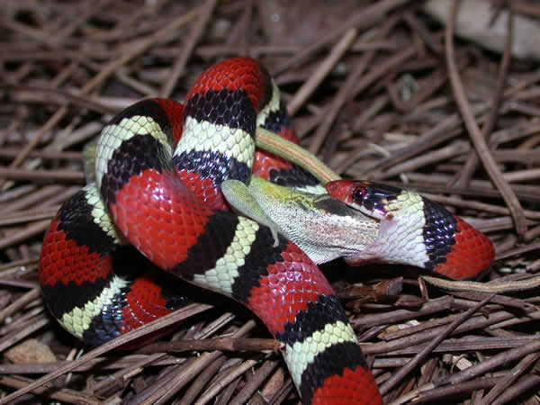 Cobra Rei Scarlet (Lampropeltis elapsoides) Lamtri14