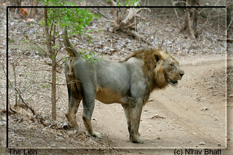 LEÃO ASIATICO VS TIGON Lion10