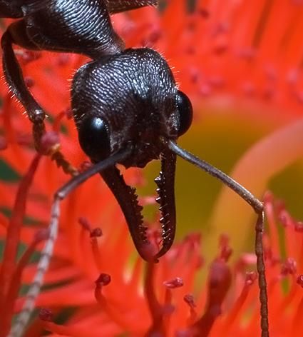 Formiga Bulldog (Myrmecia forficata) Myrmec12