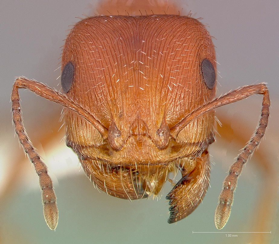 Formiga Cortadeira (Pogonomyrmex maricopa)