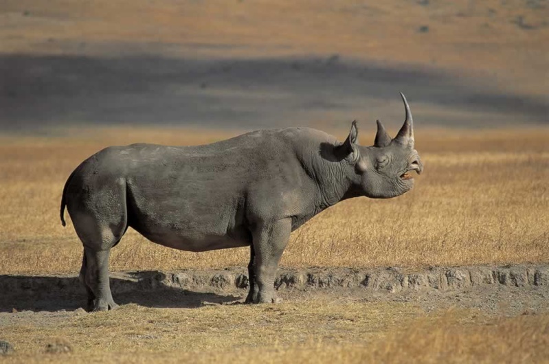 Rinoceronte Negro VS Gauro Rino10