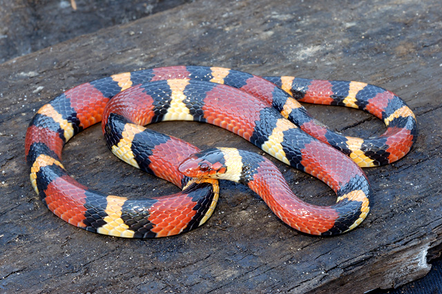 Cobra Rei Scarlet (Lampropeltis elapsoides) Scarle11