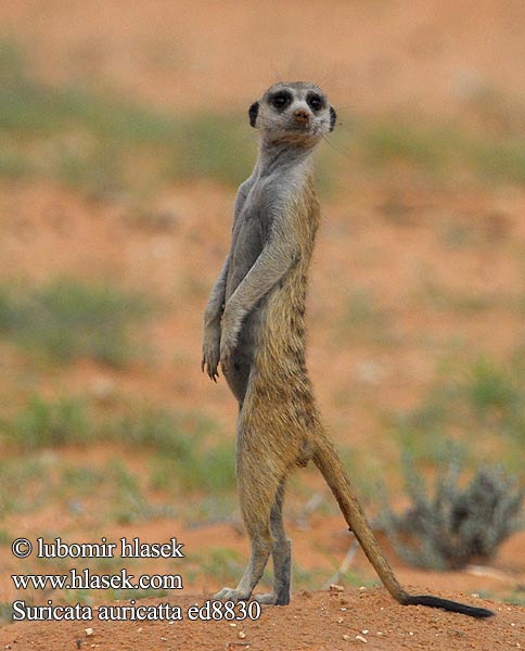 Linsang africano VS Suricate Surica11