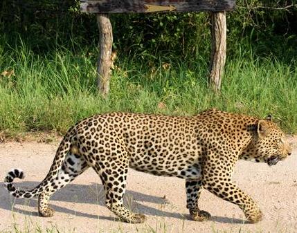 Cougar da America do Norte VS Leopardo Africano