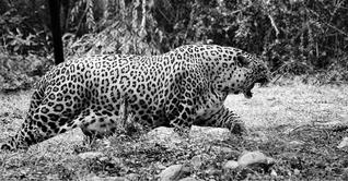 leopardo ( Panthera pardus) Tpadrh10