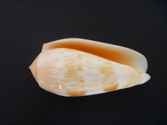 Conus (Textilia) julii   Lienard, 1870 P1020637