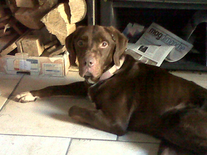 TOBBY, Labrador chocolat, 4 ans - M Img-2010