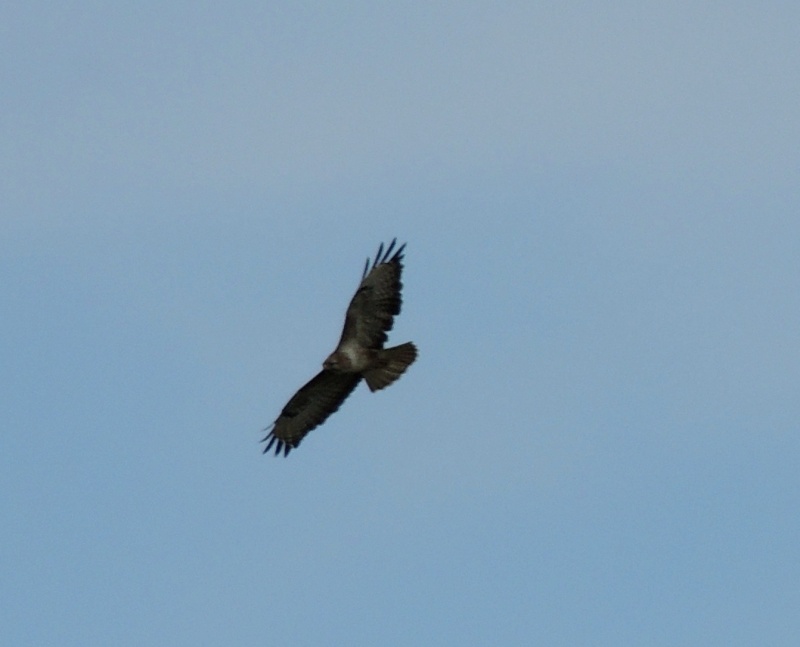 Buse variable qui fait le "saint-esprit" Dogue_13