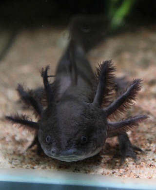 fiche axolotl Axo_ma10