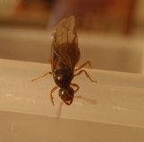 [echange] fourmis Messor capitatus, Solenopsis fugax, Lasius A10