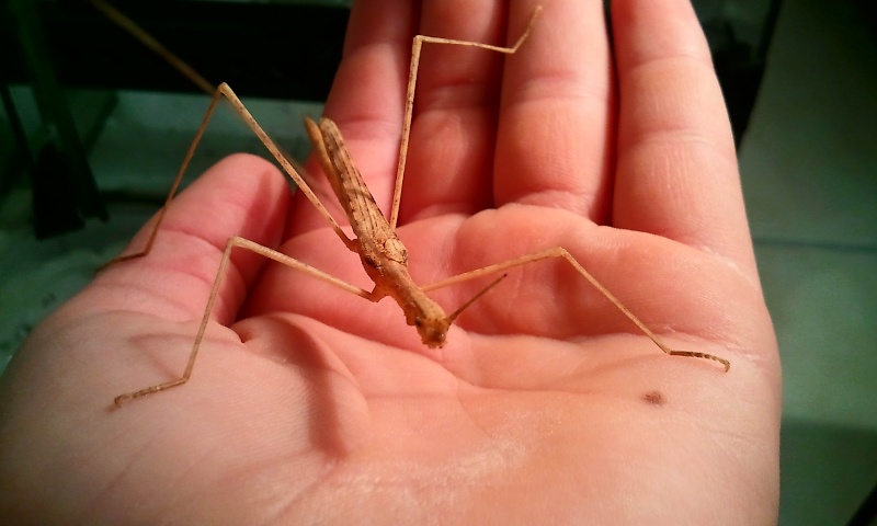 mes petits phasme sipyloidea sipylus  Sipylo10