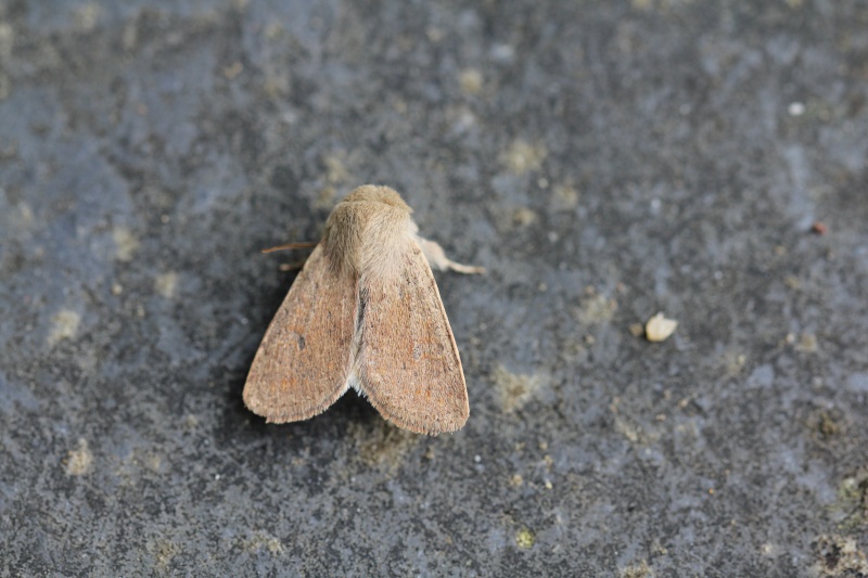 [L'Hibernie hâtive (Agriopis marginaria) et l'Orthosie farineuse (Orthosia cruda)] Agriopis sp & Orthosia sp. à confirmer Orthos11