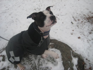 Do Staffies need winter coats? - Page 2 Img_3610