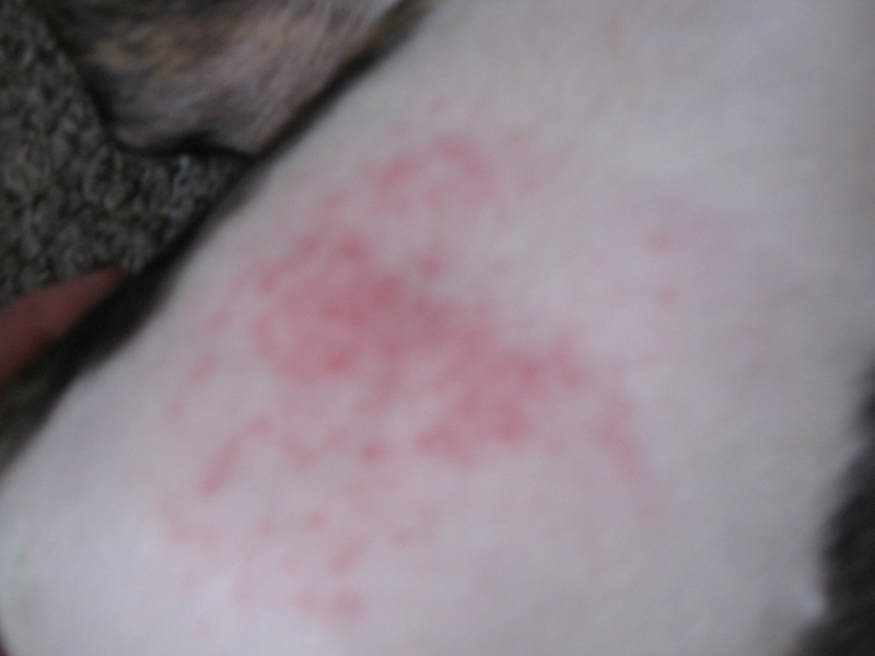 Lola's rash?? Img_1314