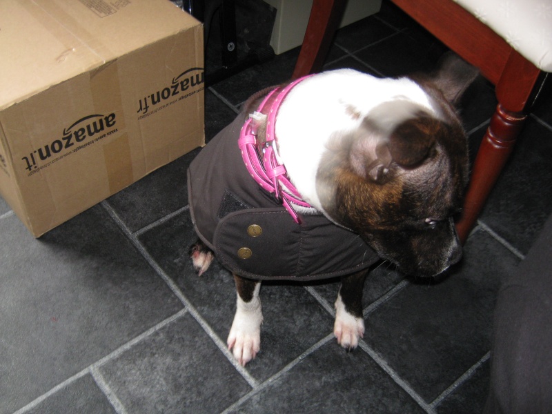 Lola's new jacket :)  Img_1513
