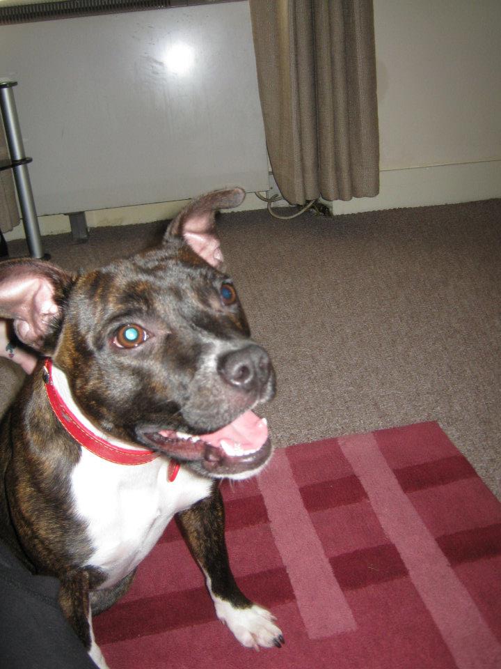 Staffies smile Lola11