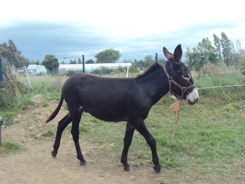 Mon Titi depuis son arrivé à la maison. Dsc01415