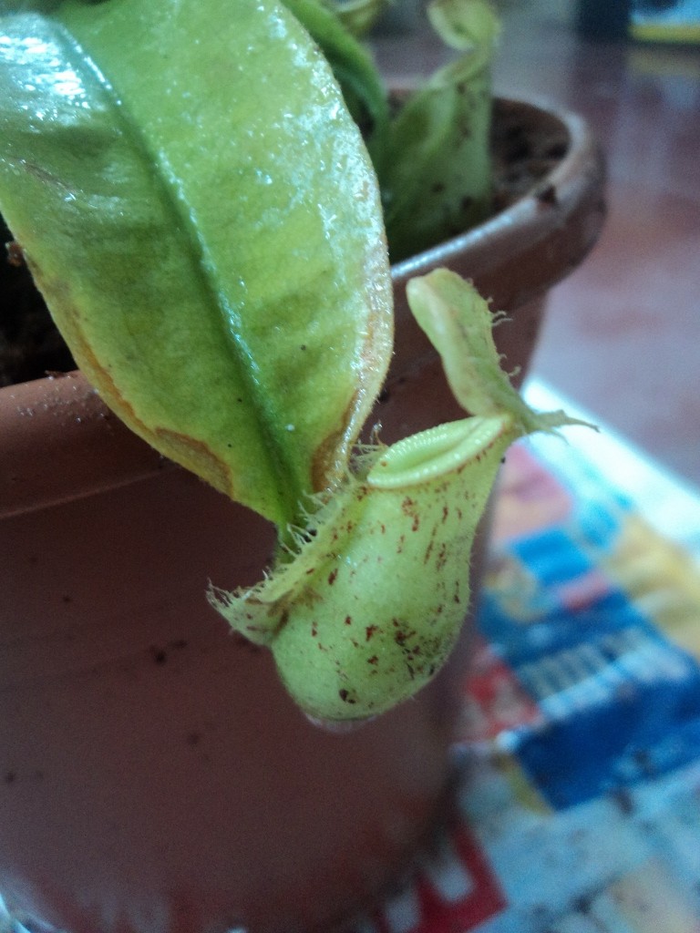 Nepenthes hookeriana Dsc04212