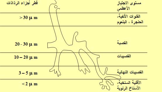 التوافر والتكافؤ الحيوي - The Bioavailability and Bioequivalency 910