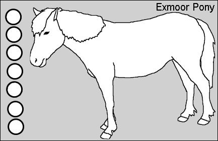 Anfangspferd Exmoor11