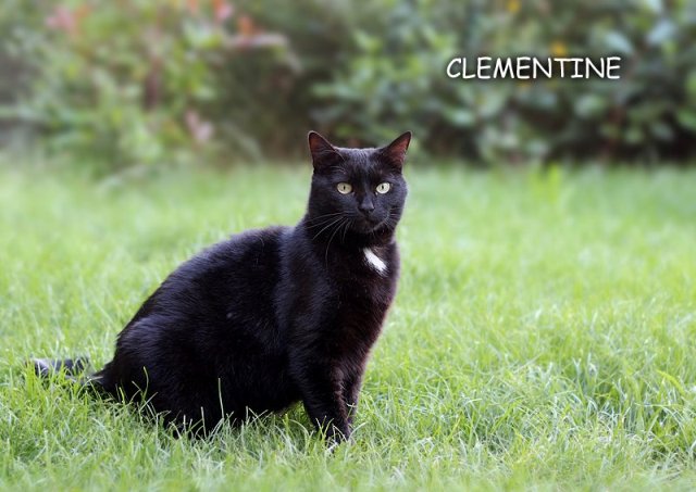 CLEMENTINE, belle panthère noire -2 ans et demi- FIV+ (95) ! Clemen10