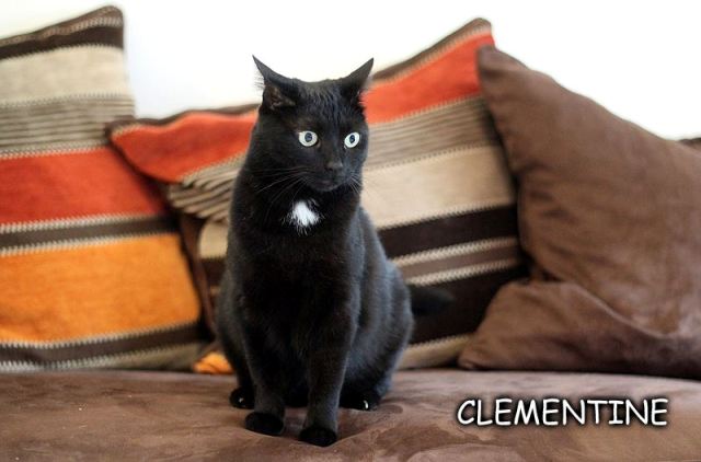 CLEMENTINE, belle panthère noire -2 ans et demi- FIV+ (95) ! Clemen15