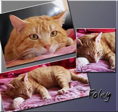 FOLEY - mâle tigré roux - 2 ans - FIV+ Foley10