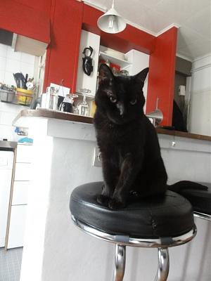 Tongaï - amour de félin Noir FIV+ (reg paris) Tongai10