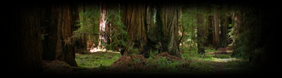 {Mystic Falls} Bosque10