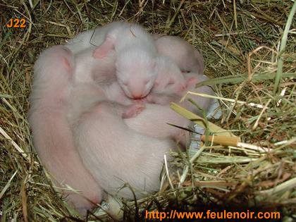 La reproduction du furet  J2210