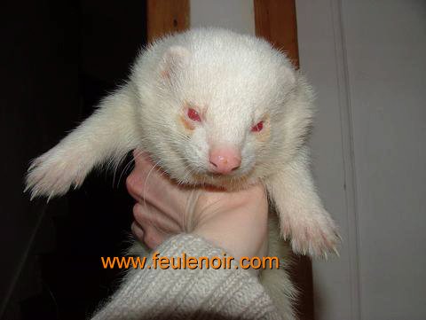 La reproduction du furet  Lion0610