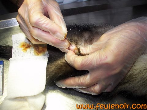 La reproduction du furet  Marie_13