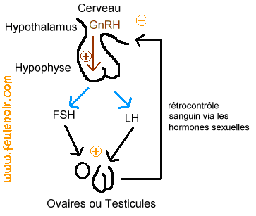 Surrénales et furet : stérilisation hypothèses FSH LH Surren15