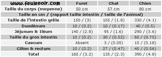 Alimentation du furet : particularités du tube digestif Table010