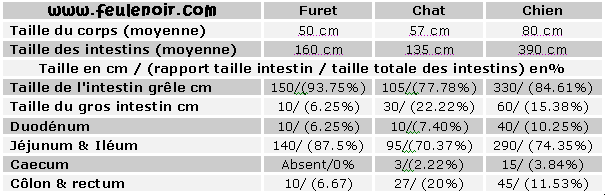 Alimentation du furet : particularités du tube digestif Table011